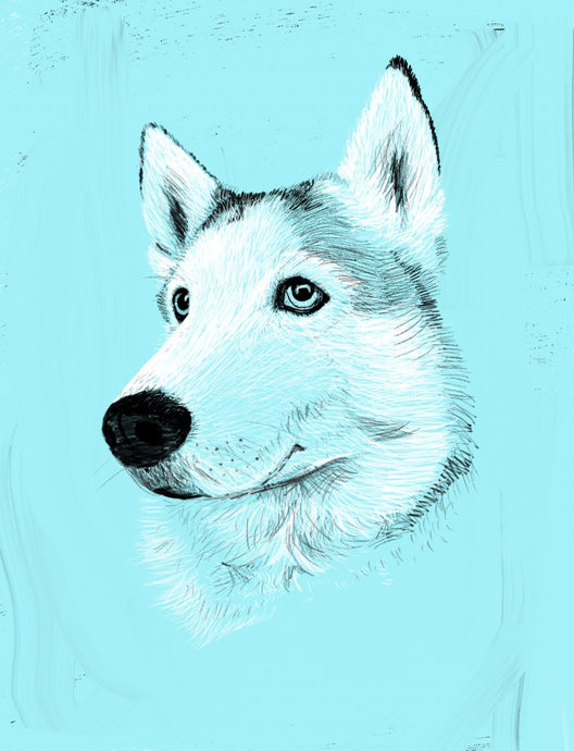 custom digital illustration pet artwork, Luna the Husky in light blue